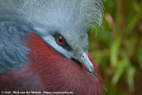 Southern Crowned-Pigeon (Scheepmakers Kroonduif)