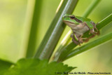 Mediterranean Tree Frog<br><i>Hyla meridionalis</i>