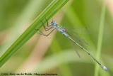 Common Spreadwing<br><i>Lestes sponsa</i>