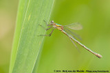 Common Spreadwing<br><i>Lestes sponsa</i>