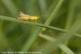 Large Gold Grasshopper  (Gouden Sprinkhaan)