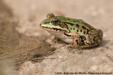 Edible Frog<br><i>Pelophylax kl. esculentus</i>