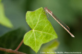 Common Winter Damselfly<br><i>Sympecma fusca</i>