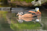 African Pygmy-Goose<br><i>Nettapus auritus</i>