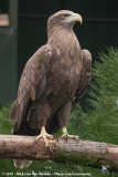 White-Tailed Eagle<br><i>Haliaeetus albicilla albicilla</i>