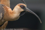 Black-Faced Ibis<br><i>Theristicus melanopis</i>