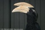 Black Hornbill<br><i>Anthracoceros malayanus</i>