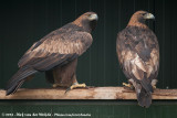 Golden Eagle<br><i>Aquila chrysaetos ssp.</i>