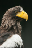 Stellers Sea-Eagle<br><i>Haliaeetus pelagicus</i>