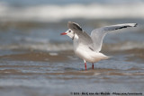 Black-Headed Gull<br><i>Chroicocephalus ridibundus</i>