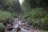 Forest stream in Liechtenstein