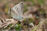 Chalkhill BluePolyommatus coridon coridon