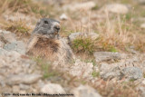 Alpine MarmotMarmota marmota marmota