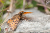 Shepherds Fritillary<br><i>Boloria pales palustris</i>