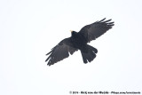 Alpine ChoughPyrrhocorax graculus graculus