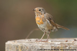 European RobinErithacus rubecula rubecula