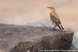 Northern Wheatear<br><i>Oenanthe oenanthe oenanthe</i>