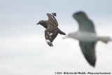 Great Skua<br><i>Stercorarius skua</i>