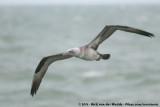 Northern Gannet<br><i>Morus bassanus</i>