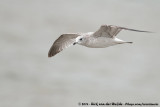 Common Gull<br><i>Larus canus canus</i>