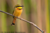 Little Bee-Eater<br><i>Merops pusillus pusillus</i>