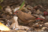 Red-Billed Firefinch<br><i>Lagonosticta senegala senegala</i>