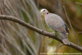 Red-Eyed Dove<br><i>Streptopelia semitorquata</i>