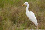 Yellow-Billed Egret<br><i>Ardea brachyrhyncha</i>