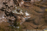Crowned Bullfrog<br><i>Hoplobatrachus occipitalis</i>