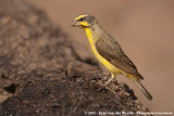 Yellow-Fronted Canary<br><i>Serinus mozambicus caniceps</i>