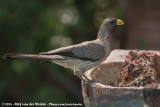 Western Plantain-Eater<br><i>Crinifer piscator</i>