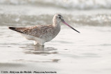 Bar-Tailed Godwit<br><i>Limosa lapponica lapponica</i>