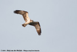 Western Osprey<br><i>Pandion haliaetus haliaetus</i>