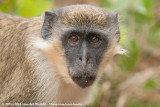 Green Monkey<br><i>Chlorocebus sabaeus</i>