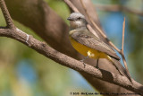 Tropical Kingbird<br><i>Tyrannus melancholicus satrapa</i>