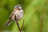 Rufous-Collared Sparrow  (Roodkraaggors)