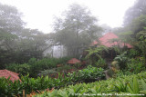 Hummingbird Garden of La Paz