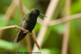 Black-Bellied Hummingbird<br><i>Eupherusa nigriventris</i>