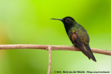 Black-Bellied Hummingbird<br><i>Eupherusa nigriventris</i>