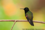 Black-Bellied Hummingbird<br><i>Eupherusa nigriventris</i>