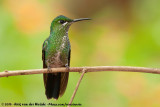 Green-Crowned Brilliant<br><i>Heliodoxa jacula henryi</i>