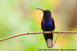 Violet Sabrewing<br><i>Campylopterus hemileucurus hemileucurus</i>