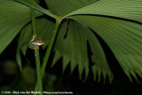 Red-Eyed Leaf Frog<br><i>Agalychnis callidryas</i>