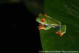 Red-Eyed Leaf Frog<br><i>Agalychnis callidryas</i>