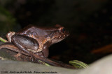Savages Thin-Toad Frog<br><i>Leptodactylus savagei</i>