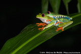 Red-Eyed Leaf Frog<br><i>Agalychnis callidryas</i>