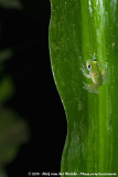 Chiriqui Glass Frog<br><i>Teratohyla pulverata</i>
