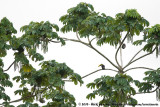 Chestnut-Mandibled Toucan<br><i>Ramphastos ambiguus swainsonii</i>
