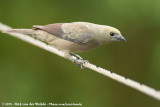 Palm Tanager<br><i>Thraupis palmarum atripennis</i>