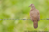 Ruddy Ground-Dove<br><i>Columbina talpacoti rufipennis</i>